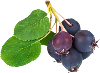 <span color-type="color" style="color: #380d2f;">Ирга Ўзбекистон иқлимига мос келадими?</span><br>